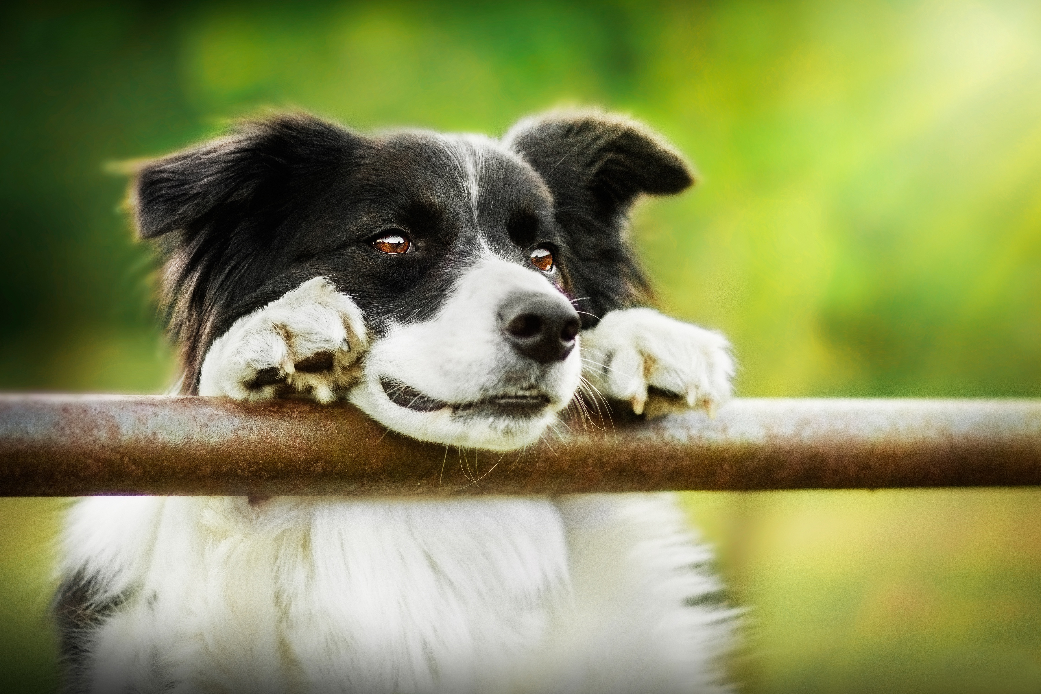 Border Collie HD Wallpaper