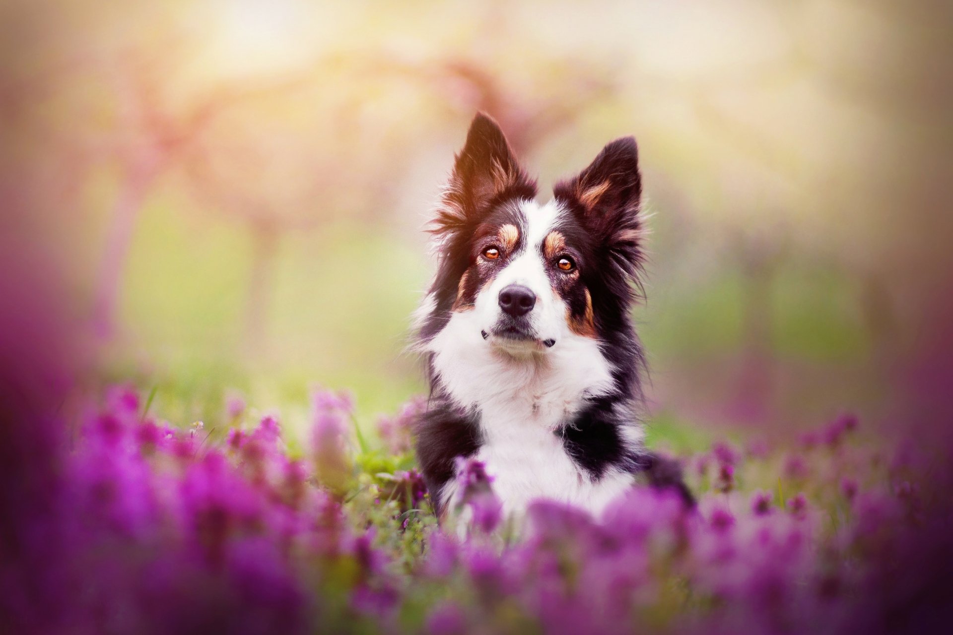 Download Depth Of Field Purple Flower Flower Dog Animal Border Collie ...