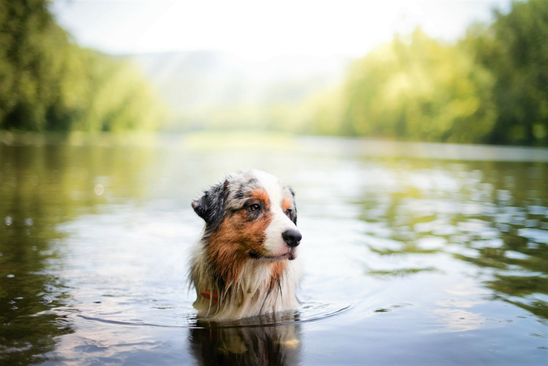 Download Depth Of Field Swimming Lake Dog Animal Australian Shepherd HD Wallpaper
