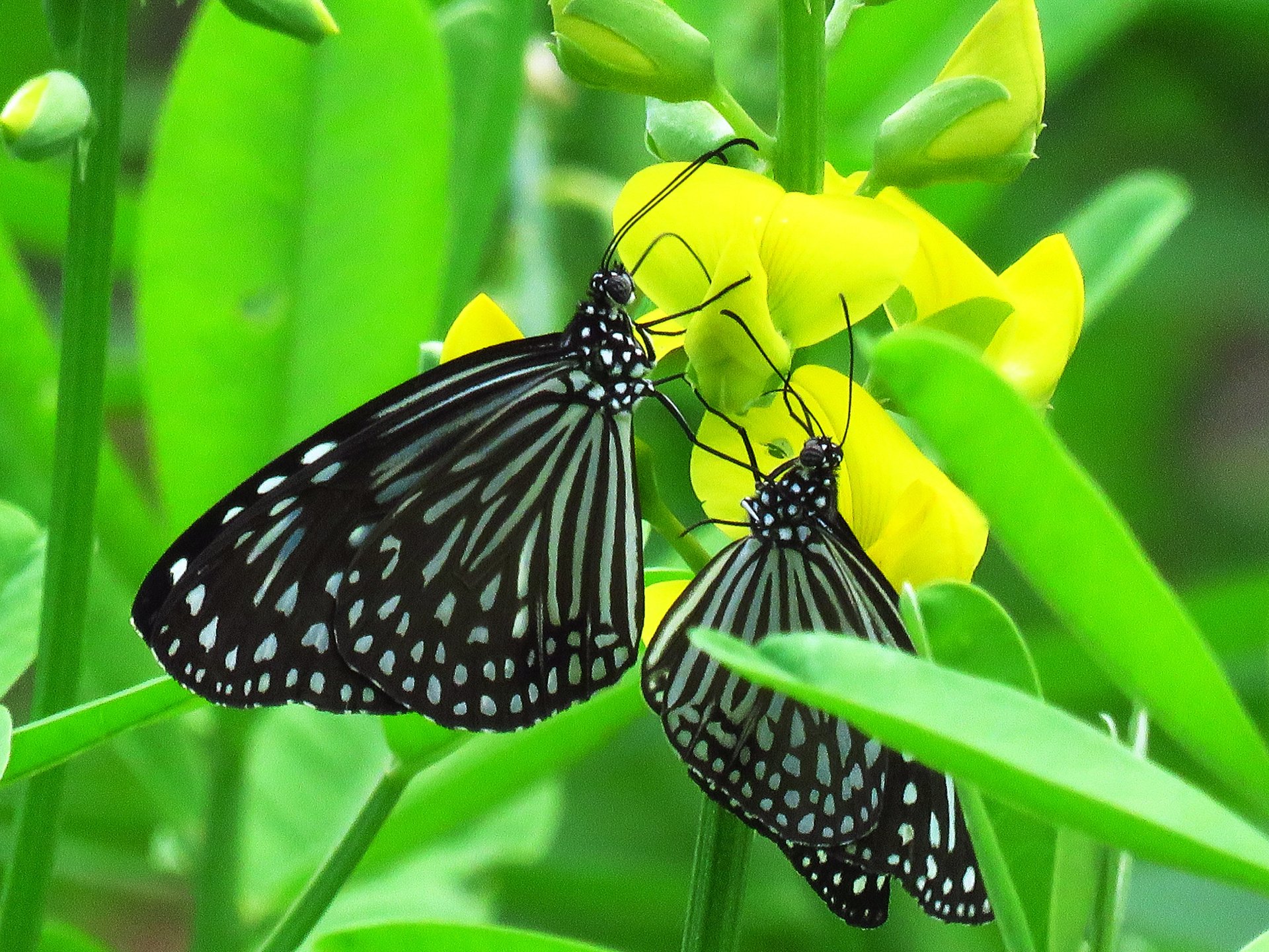 Black and White Butterflies
