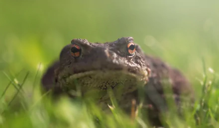 amphibian Animal toad HD Desktop Wallpaper | Background Image