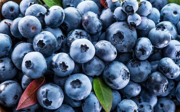 120+ Blueberry HD Wallpapers | Background Images