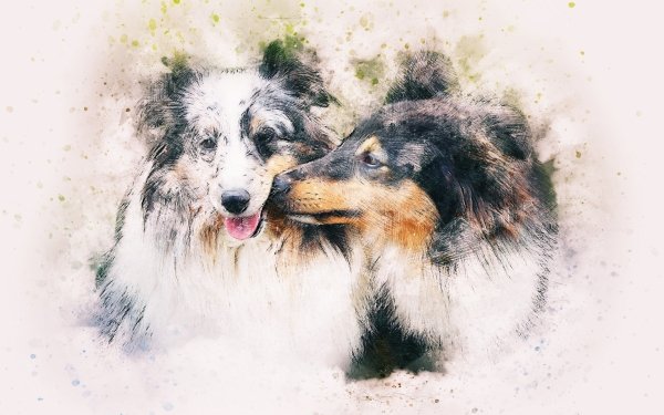 Animal Rough Collie Dogs Dog Kiss Watercolor HD Wallpaper | Background Image