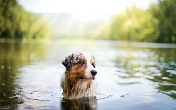 depth of field swimming lake dog Animal australian shepherd HD Desktop Wallpaper | Background Image