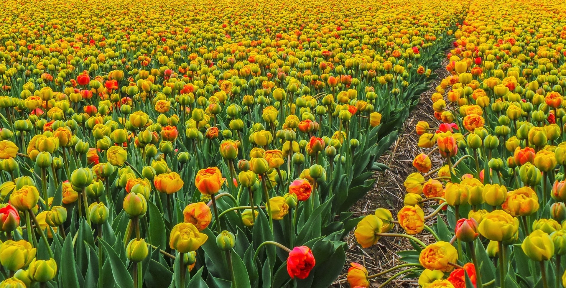 Download Yellow Flower Colorful Field Flower Nature Tulip HD Wallpaper ...