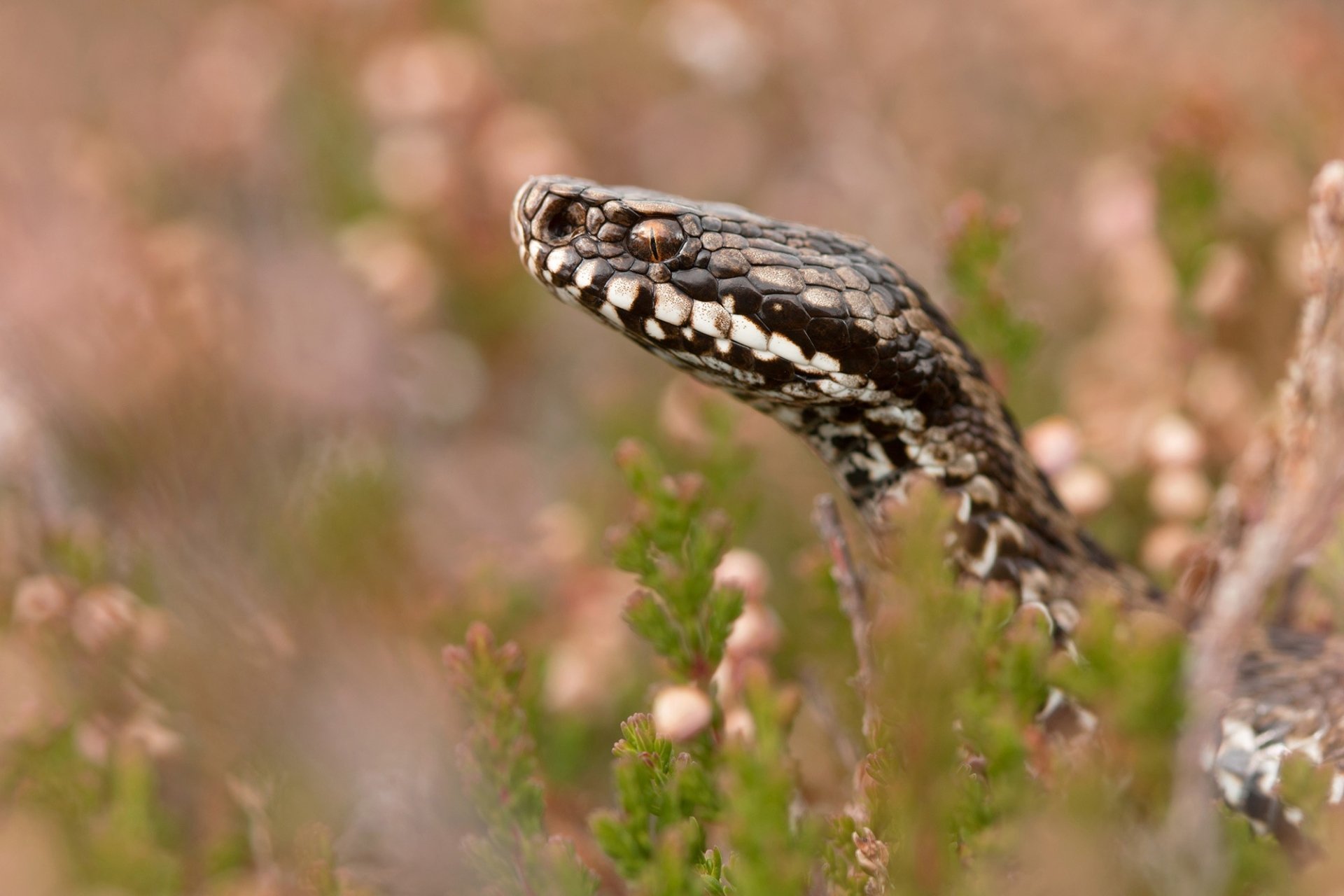 Close-up of a viper snake head with sharp depth of field, highlighting the reptile's detailed scales against a softly blurred natural background.
