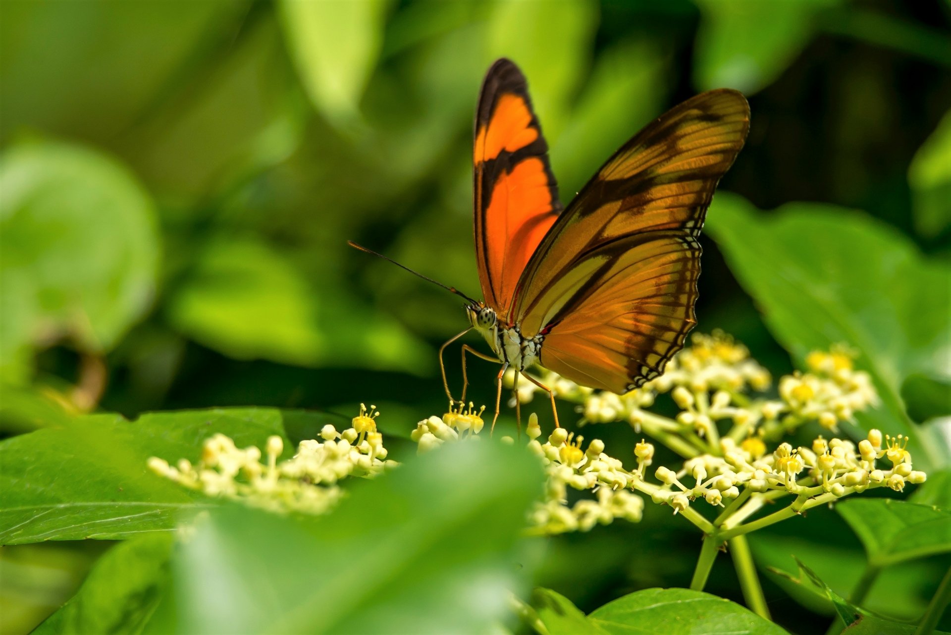 Download Insect Macro Flower Animal Butterfly HD Wallpaper