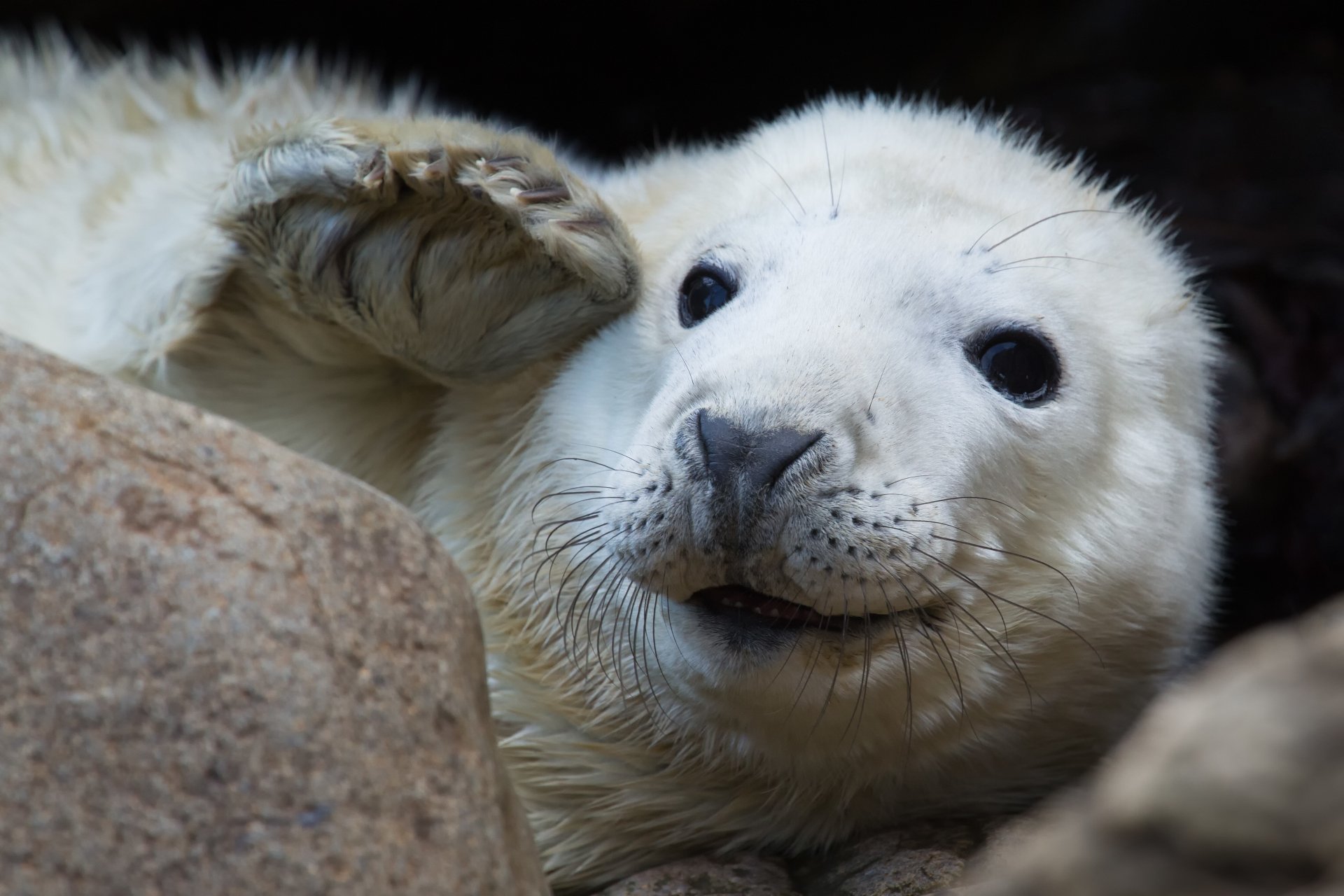 Close-up 4K Ultra HD image of a white seal resting among rocks, captured in sharp detail for a PC desktop wallpaper and background.