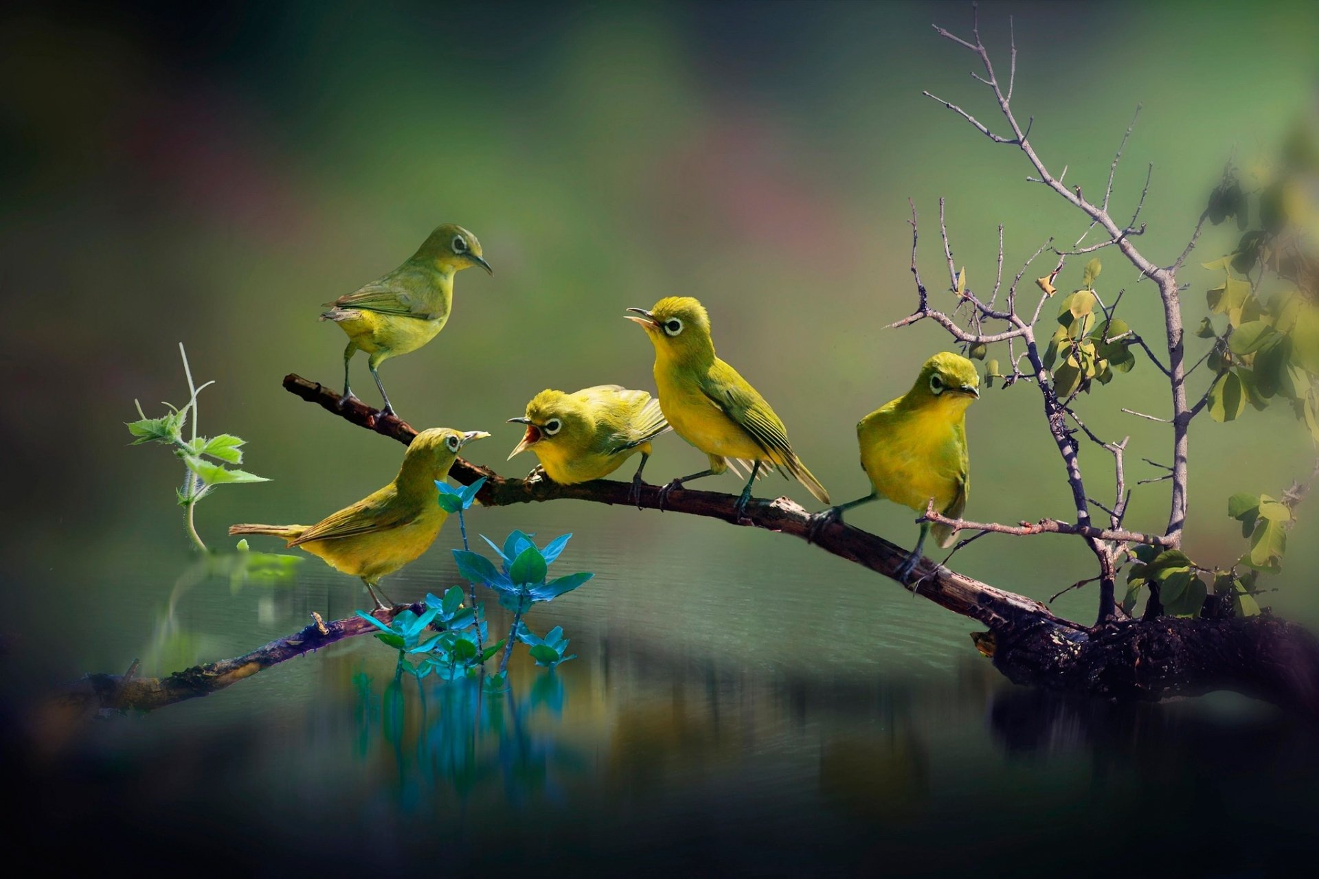 Download Branch Animal White-eye HD Wallpaper