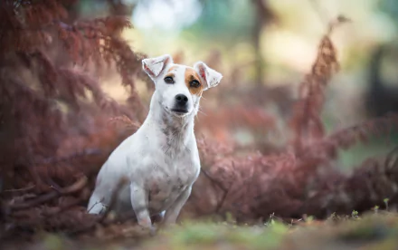 depth of field dog Animal jack russell terrier HD Desktop Wallpaper | Background Image