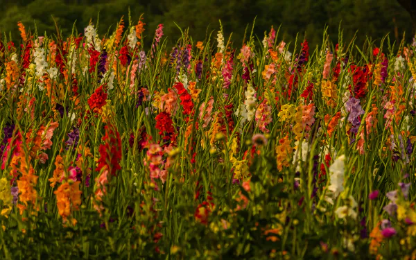  Field of Gladioli