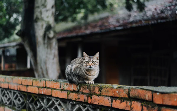 A cat stares intently while perched on a mossy brick wall, with a blurred background showing an old building and a large tree. HD desktop wallpaper and background.