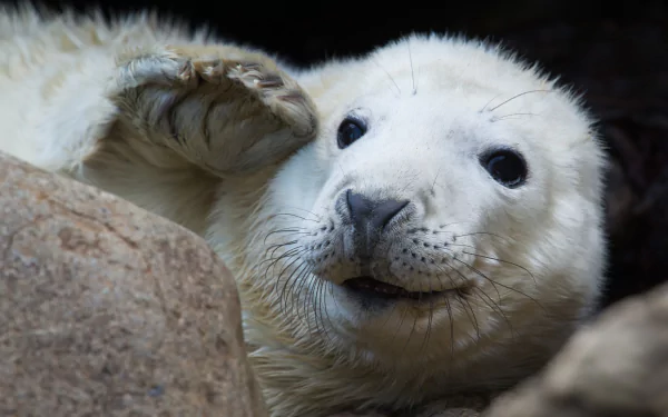 Close-up 4K Ultra HD image of a white seal resting among rocks, captured in sharp detail for a PC desktop wallpaper and background.