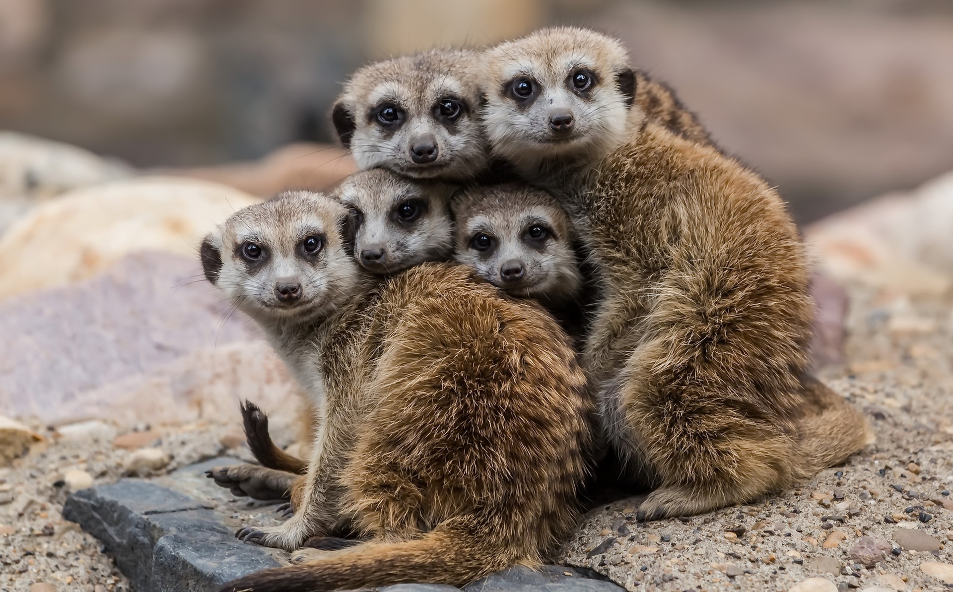 meerkat belle