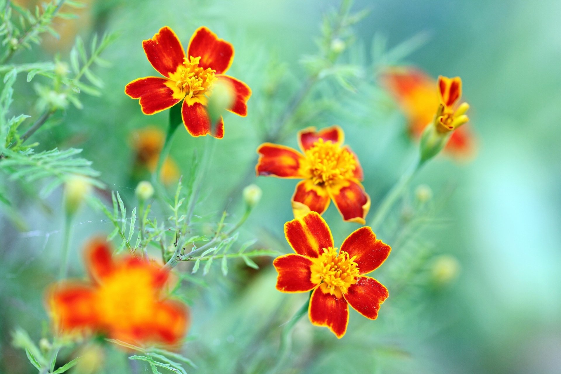 Close-up HD wallpaper of vibrant orange and red marigold flowers in nature, highlighting the intricate details and vivid colors of the blossoms against a blurred green background.