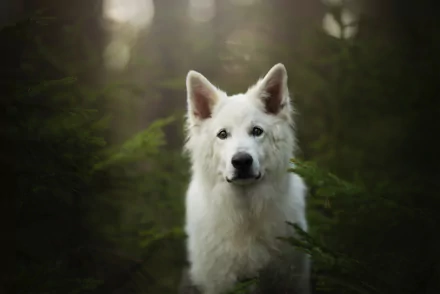 A white shepherd dog with an intense stare stands amidst dark green foliage, captured in high-definition detail for a serene nature-themed PC desktop wallpaper.