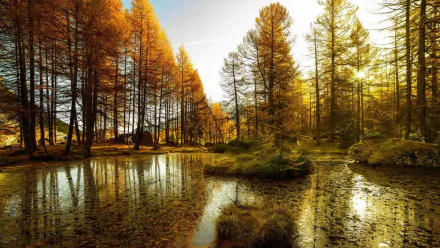 HD PC desktop wallpaper featuring a serene fall landscape with golden trees reflecting on a calm forest pond under soft sunlight.