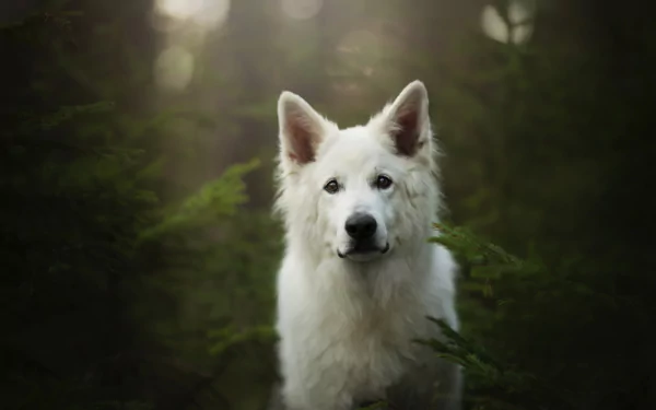 A white shepherd dog with an intense stare stands amidst dark green foliage, captured in high-definition detail for a serene nature-themed PC desktop wallpaper.