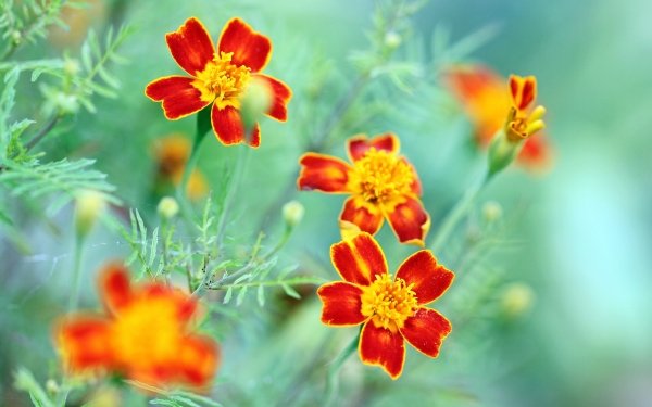 Terre/Nature Marigold Fleurs Fleur Nature Macro Orange Flower Fond d'écran HD | Image
