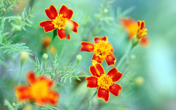Close-up HD wallpaper of vibrant orange and red marigold flowers in nature, highlighting the intricate details and vivid colors of the blossoms against a blurred green background.