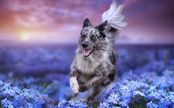 Animal Border Collie Dogs Dog Pet Depth Of Field Flower Blue Flower HD Wallpaper | Background Image