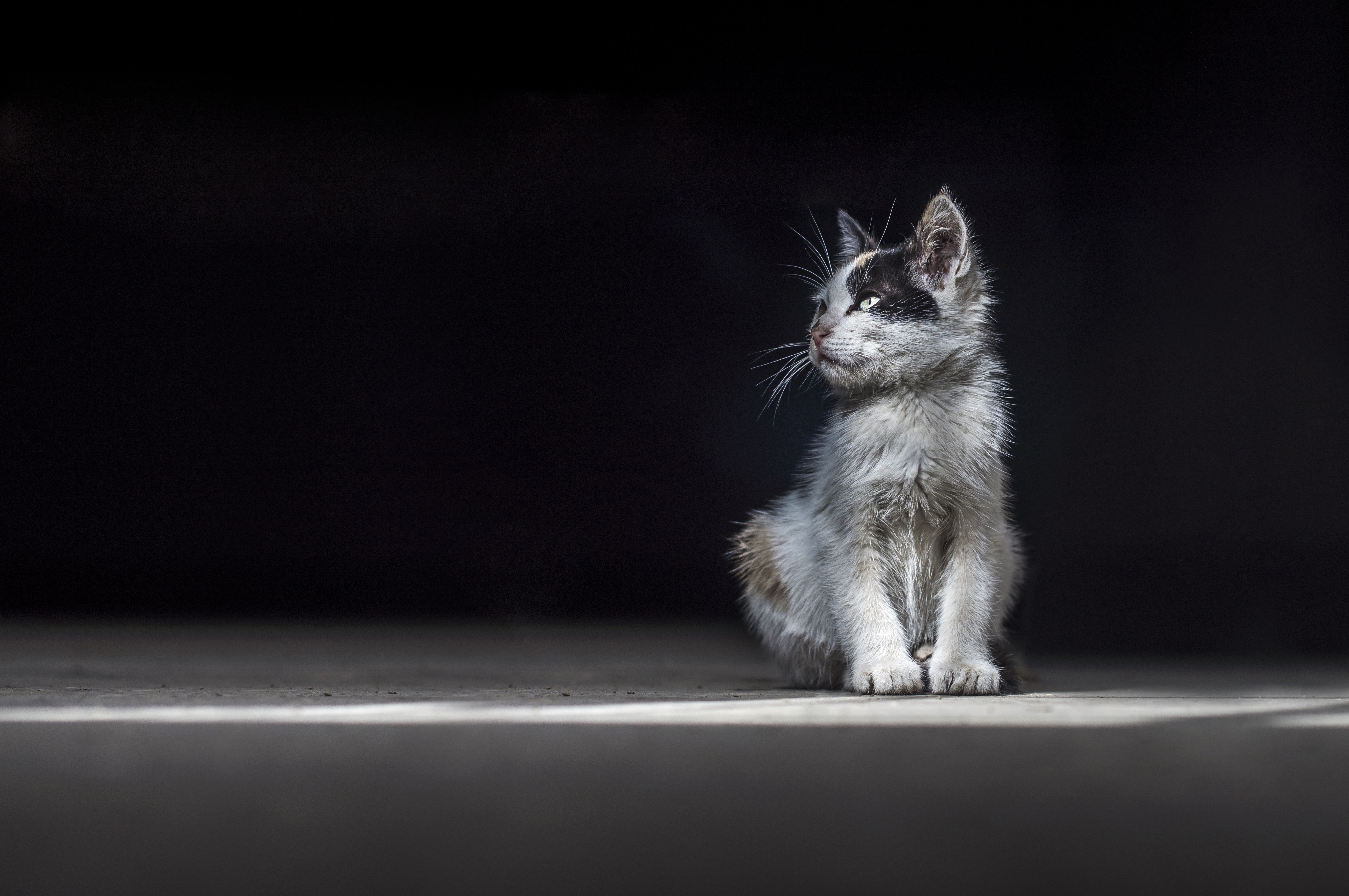 Lonely Kitten Portrait by Abdou Moussaoui