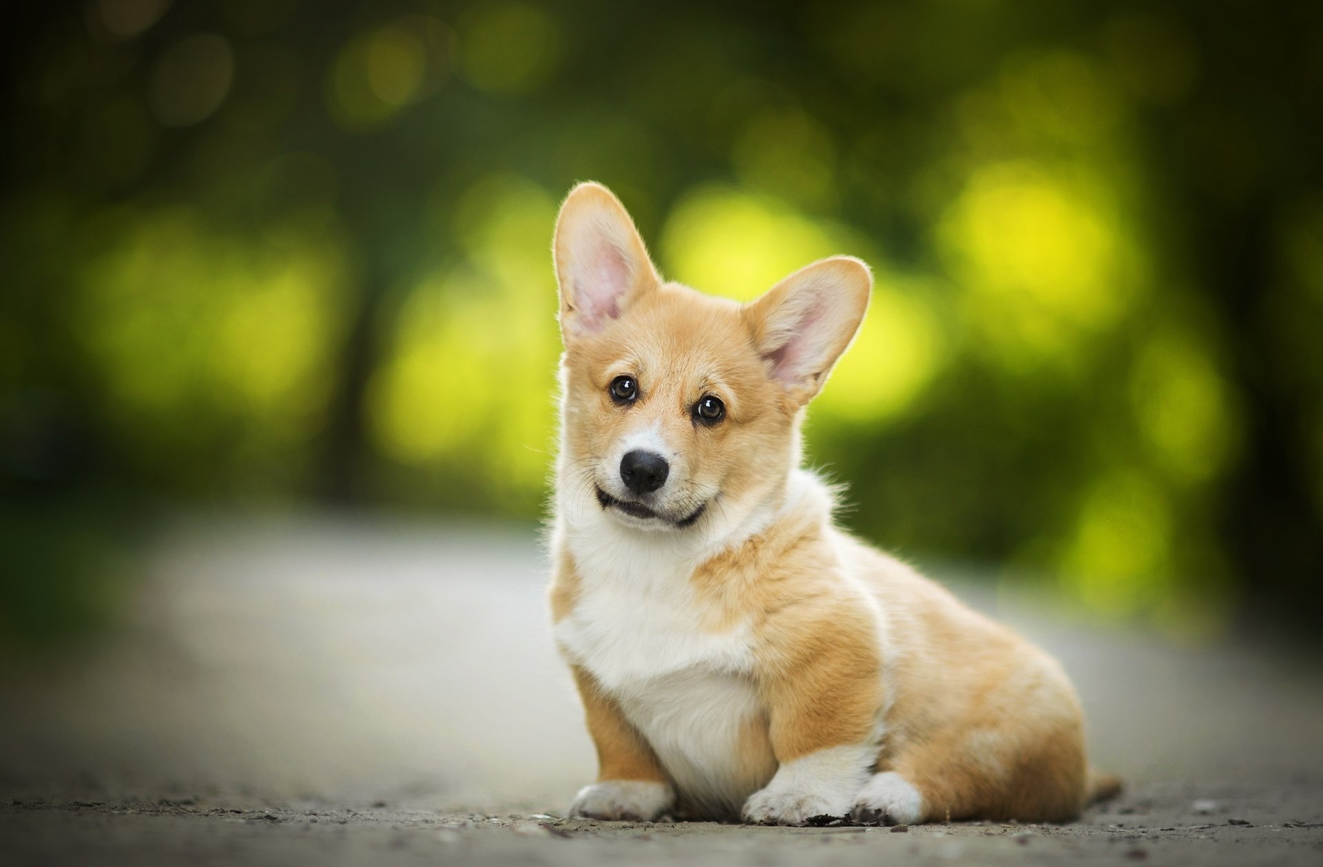 Download Depth Of Field Dog Animal Corgi HD Wallpaper