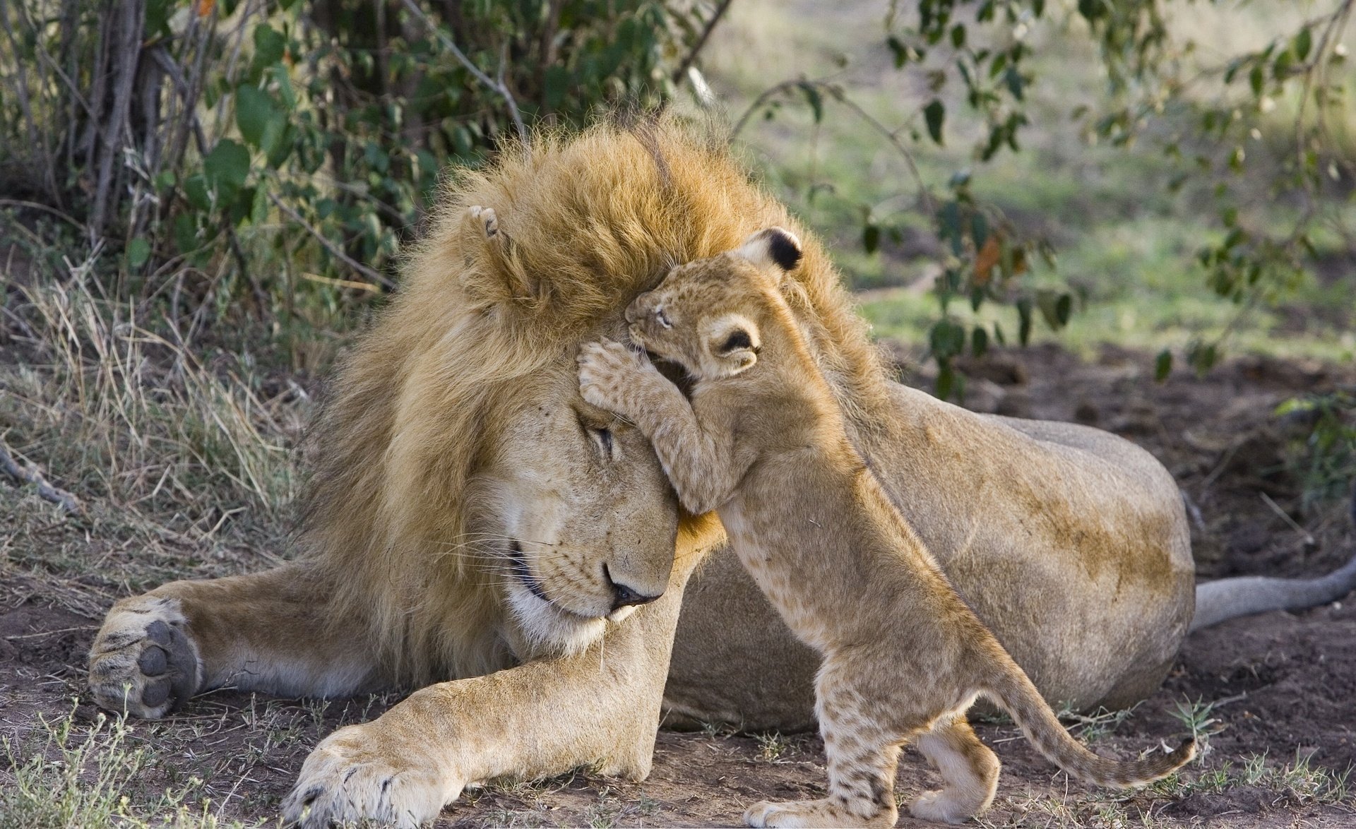 HD desktop wallpaper featuring a tender moment between a lion and its playful cub in a natural setting.