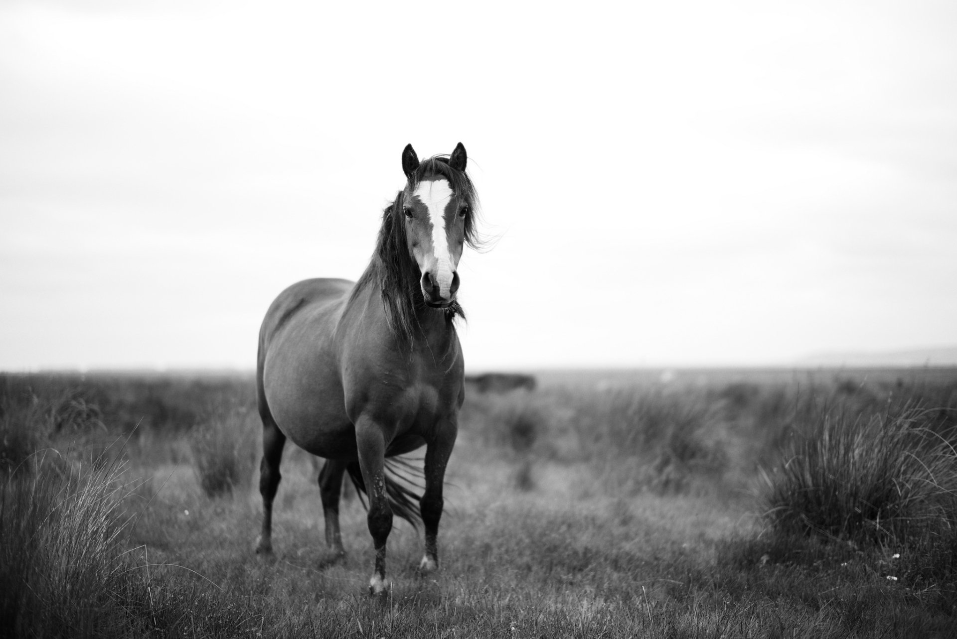 Black-and-white HD PC desktop wallpaper of a lone horse standing in a grassy field, facing the camera against a soft horizon.