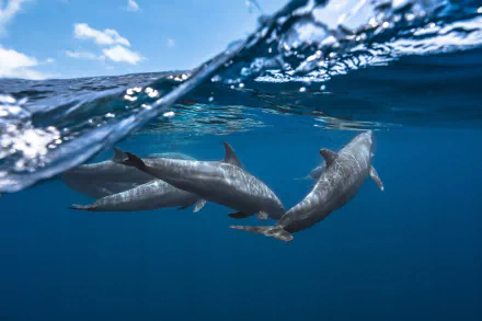 A serene underwater scene featuring a pod of dolphins gracefully swimming beneath the surface, showcasing vibrant sea life in stunning HD quality.