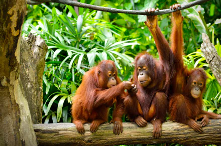 Three orangutans sitting on a log surrounded by lush green foliage, captured in vibrant 4K Ultra HD quality as a striking primate desktop wallpaper.