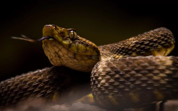 Close-up of a coiled pit viper with forked tongue extended, textured scales catching golden light — 4K Ultra HD PC desktop wallpaper/background.