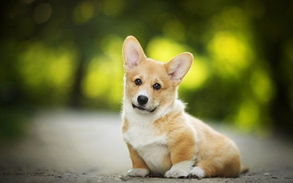 Animal Corgi Dogs Dog Depth Of Field HD Wallpaper | Background Image