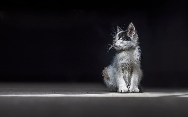 Animal Cat Cats Kitten Portrait HD Wallpaper | Background Image