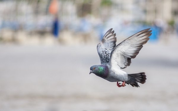 Animal Pigeon Birds Columbidae Bird Flying Depth Of Field Blur HD Wallpaper | Background Image