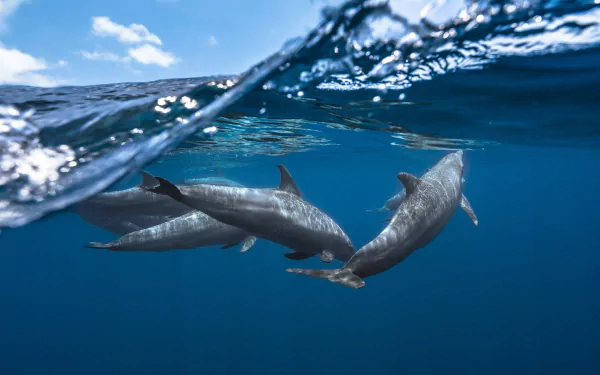A serene underwater scene featuring a pod of dolphins gracefully swimming beneath the surface, showcasing vibrant sea life in stunning HD quality.