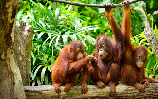 Three orangutans sitting on a log surrounded by lush green foliage, captured in vibrant 4K Ultra HD quality as a striking primate desktop wallpaper.