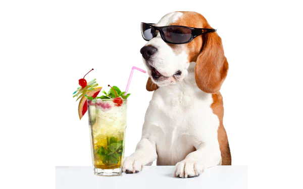 Beagle wearing sunglasses next to a cocktail with a straw and garnish, set against a white background in 4K Ultra HD PC desktop wallpaper.