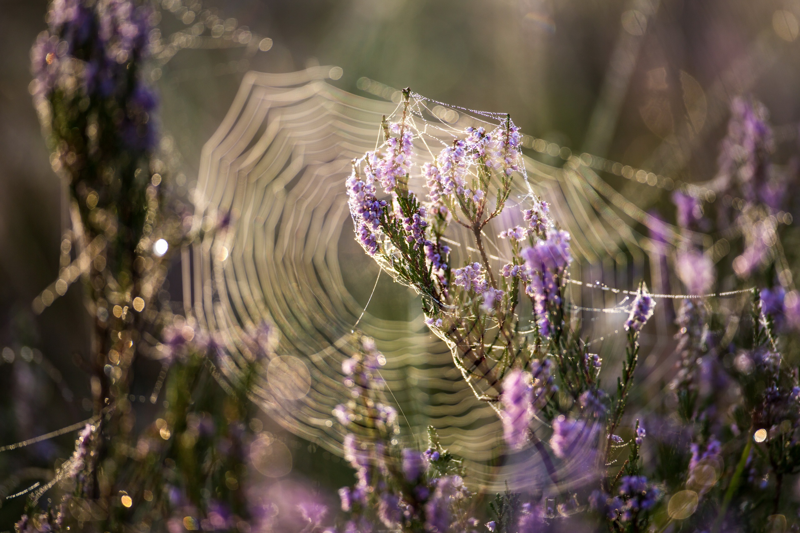 purple spider web wallpaper hd