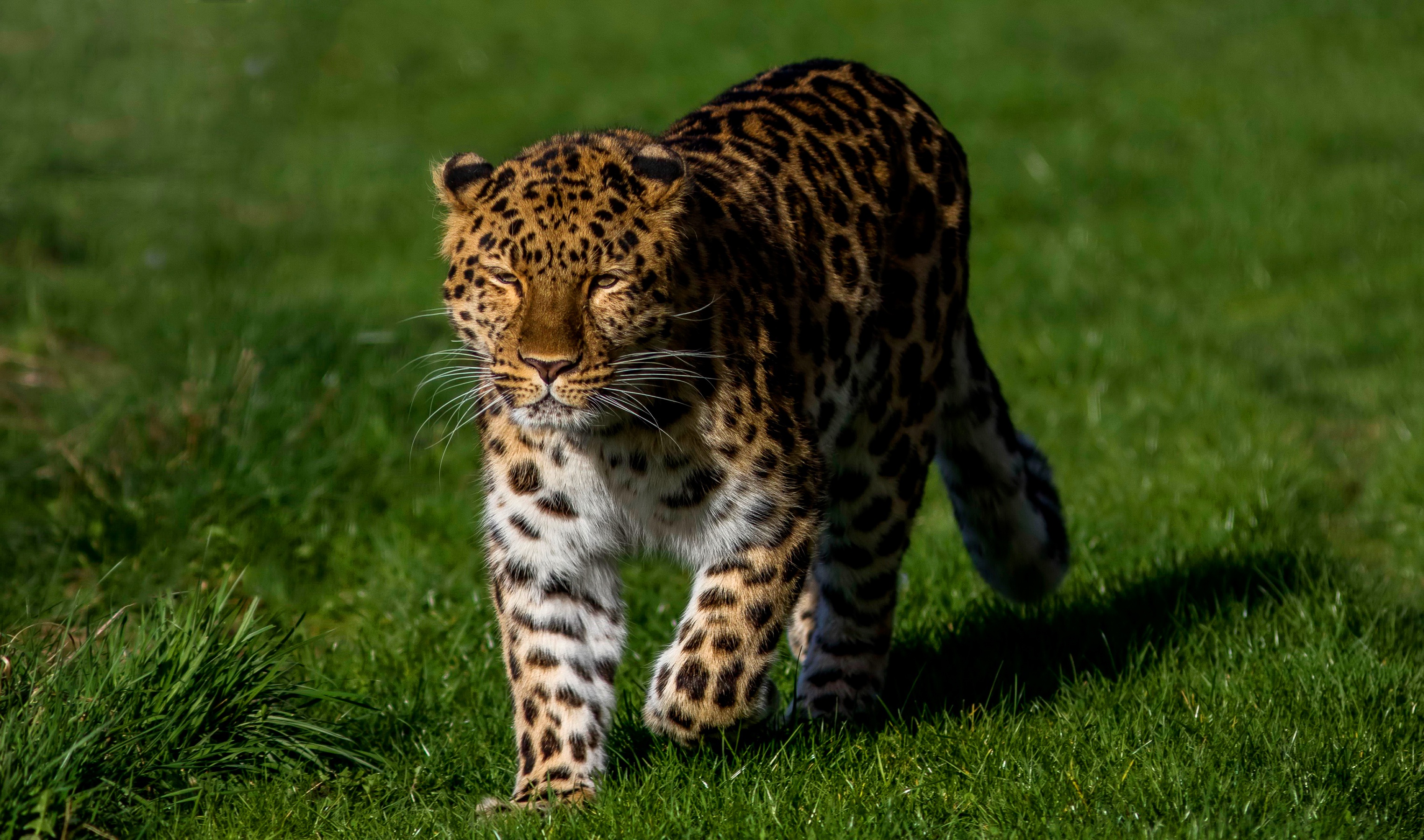 Animal Leopard HD Wallpaper