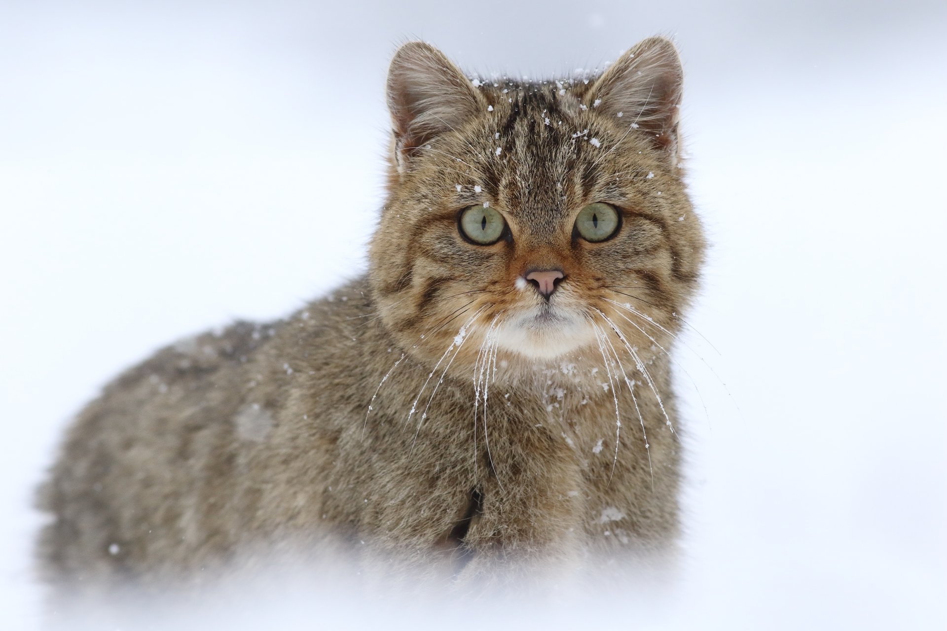 Download Stare Snowfall Animal Cat 4k Ultra HD Wallpaper