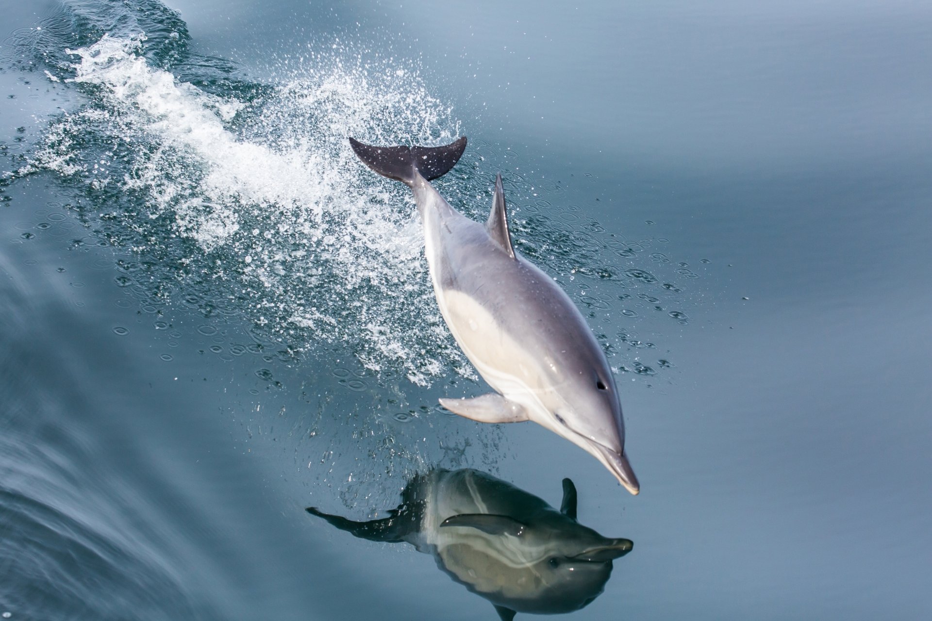 A dolphin leaps gracefully above the calm sea, creating a splash and clear reflection in the water, captured in a high-definition desktop wallpaper.
