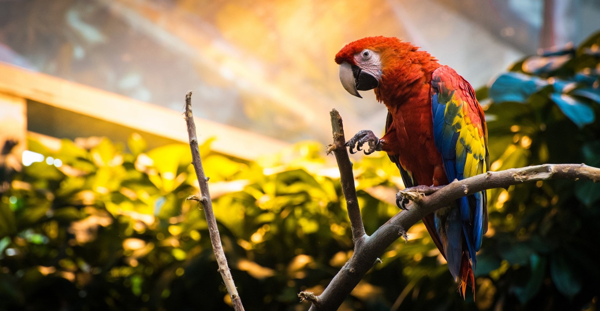 HD desktop wallpaper featuring a vibrant scarlet macaw parrot perched on a branch with warm sunlight filtering through lush greenery in the background.