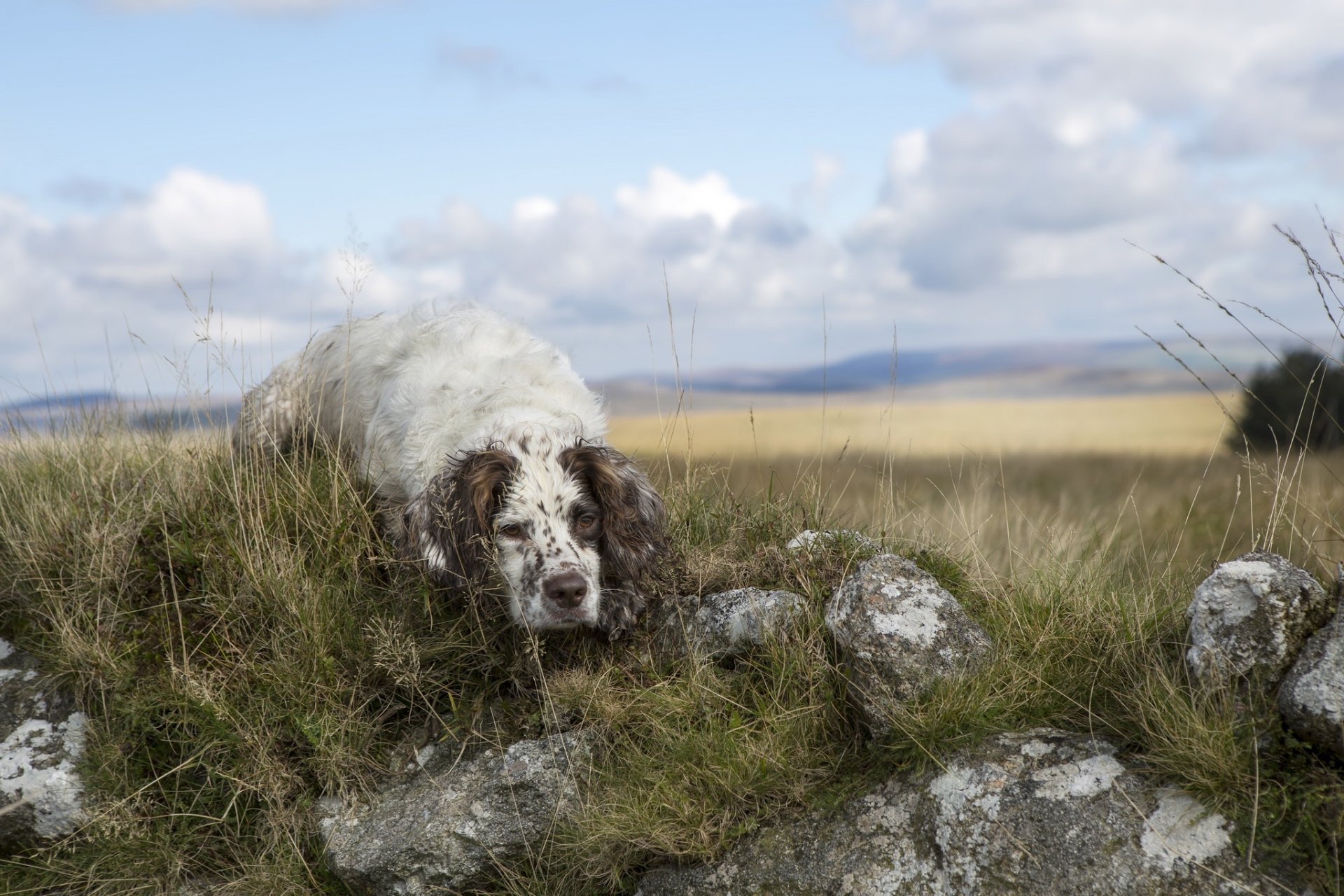 Download Depth Of Field Dog Animal Spaniel HD Wallpaper