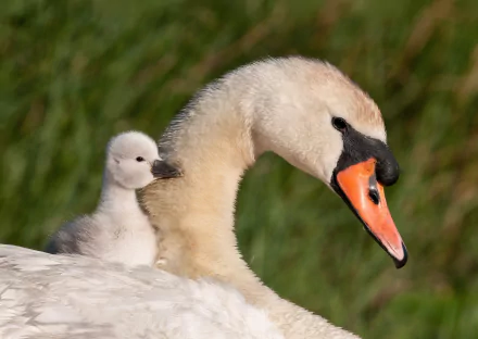 cygnet baby animal bird swan Animal mute swan HD Desktop Wallpaper | Background Image