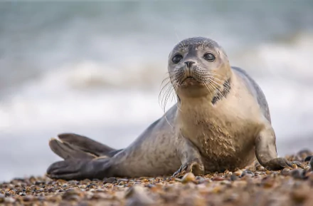 HD desktop wallpaper featuring a baby seal resting on a pebble beach with a soft-focus ocean background.