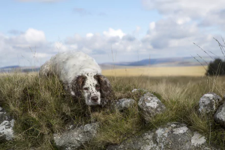 depth of field dog Animal spaniel HD Desktop Wallpaper | Background Image