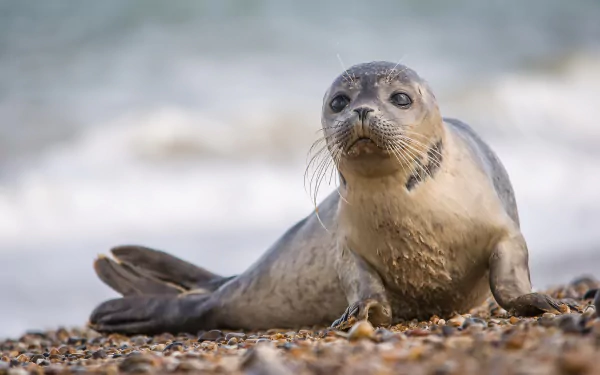 HD desktop wallpaper featuring a baby seal resting on a pebble beach with a soft-focus ocean background.