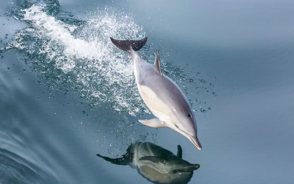 jump water sea life splash reflection Animal dolphin HD Desktop Wallpaper | Background Image
