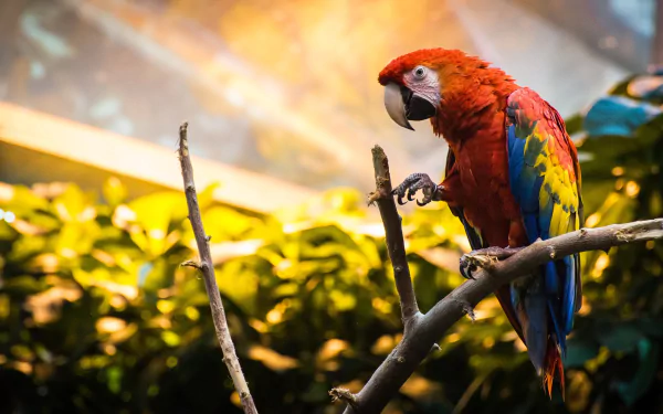 bird parrot Animal scarlet macaw HD Desktop Wallpaper | Background Image